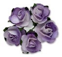 Miniature Tea Rose - Lilac