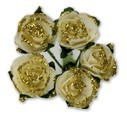 Miniature Tea Rose - Ivory/Gold